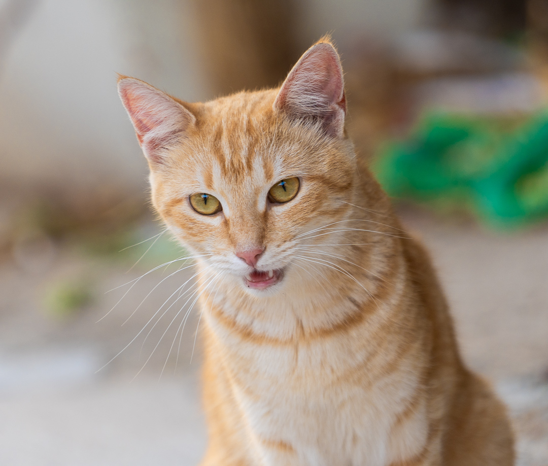 Cat